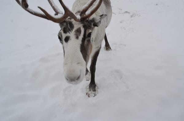 Why you should go to Norway during the winter.: photo 1