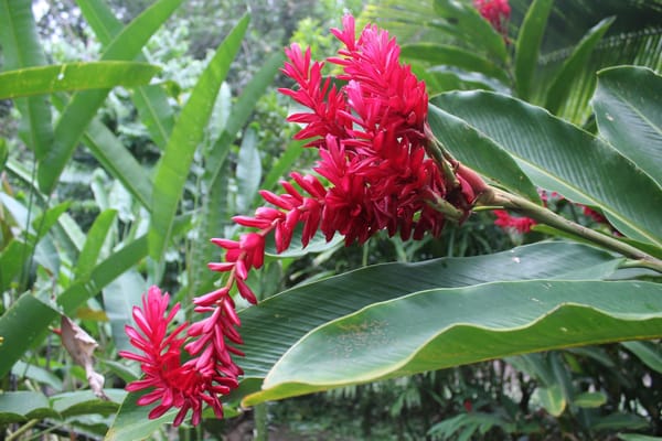 Caribbean Vibes and Pura Vida - Puerto Viejo: photo 12