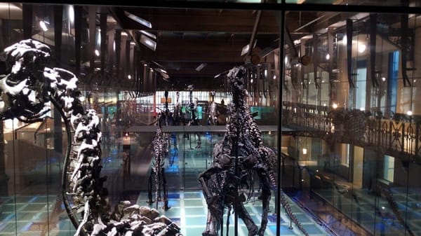 Brussels, Belgium : A story of waffles and fossils: photo 9
