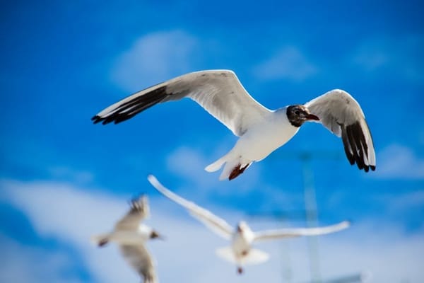 Poland: HEL PENINSULA – The Baltic Sea: photo 1