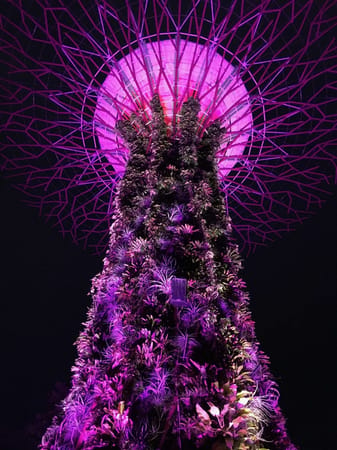 Singapore on a budget: food, things to do, and nightlife: photo 2