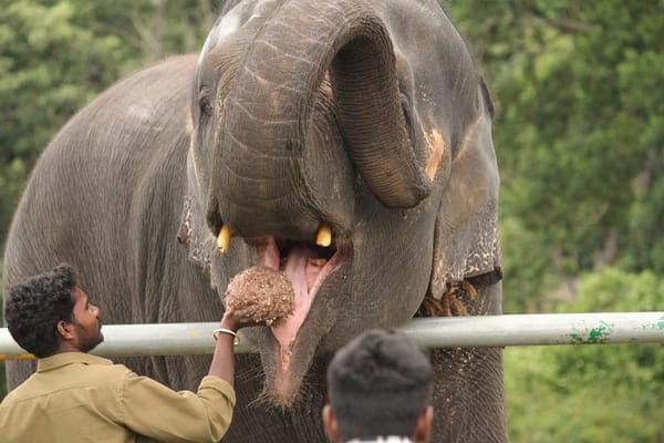 MASINAGUDI-BANDHIPUR.....THE LAND OF RAVING WILDLIFE: photo 9
