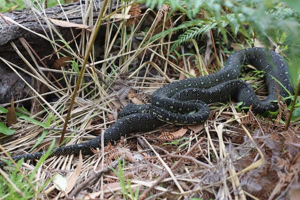 Caves Beach at Jervis Bay: A Weekend in the Great Outdoors: photo 4
