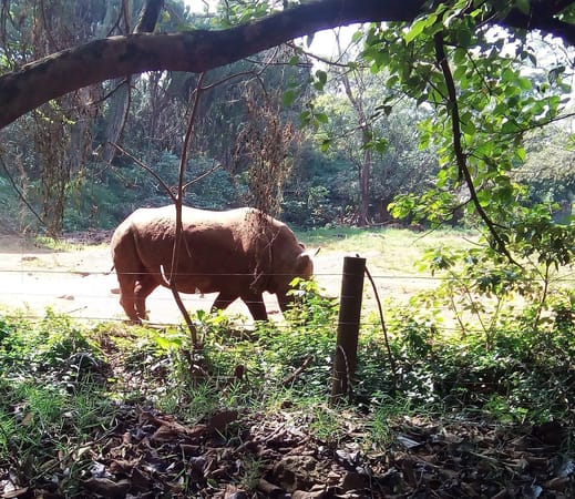 An Afternoon at the Nairobi Safari Walk.: photo 7