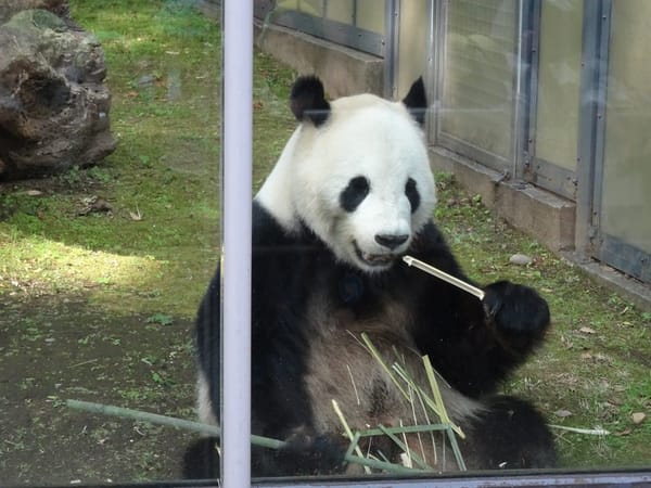 What too see your first time in Tokyo: photo 2