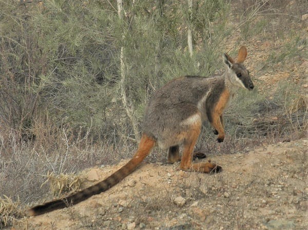 Flinders Ranges: Ancient earth and fascinating wildlife: photo 1