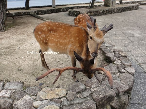 welcome to Miyajima in Hiroshima of Japan: photo 4