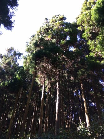 Hiking the Cryptomeria forest in Reunion Island: photo 2