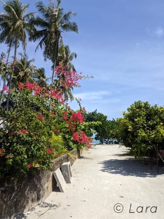 A beginner’s guide to budget travelling in Maldives: photo 4