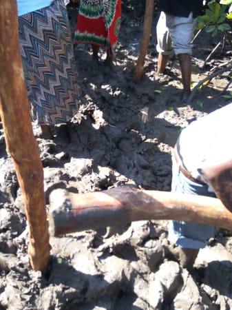 Staying safe on a mangrove site visit in Junda.: photo 3