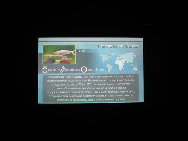 The Center of Oceanography and Marine Biology "Moskvarium": photo 4