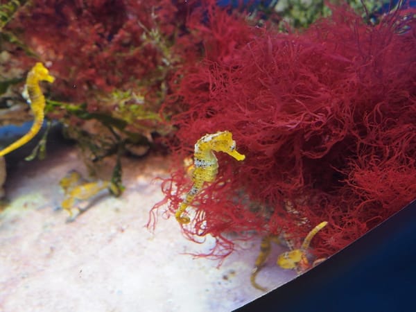 The Center of Oceanography and Marine Biology "Moskvarium": photo 7