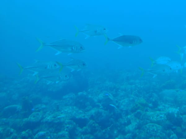 10 Reasons to Vacation in Barbados: photo 5