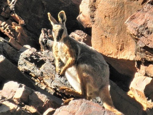 Flinders Ranges: Ancient earth and fascinating wildlife: photo 17