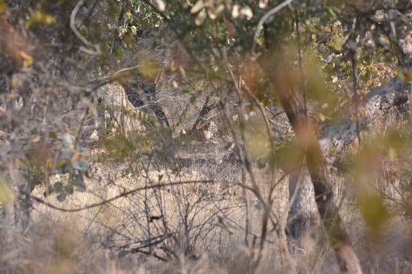 Safari experience at Ranthambore: photo 8