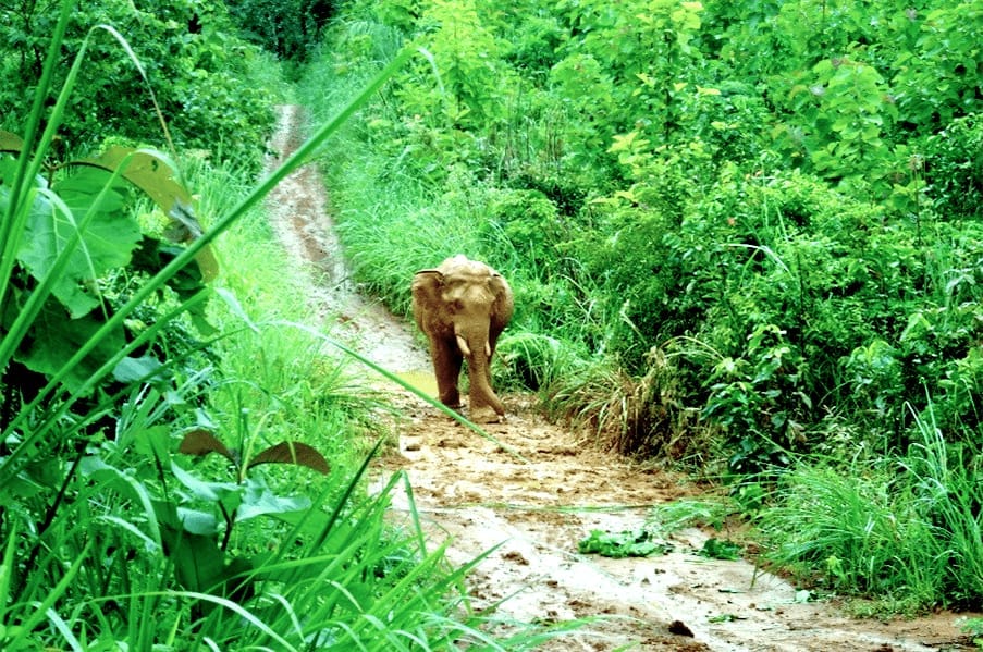 Living with Elephants: The Sayaboury Jungle, Laos