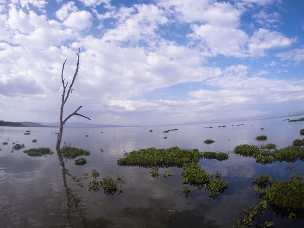 Lake Naivasha: The hippopotamus paradise: photo 4