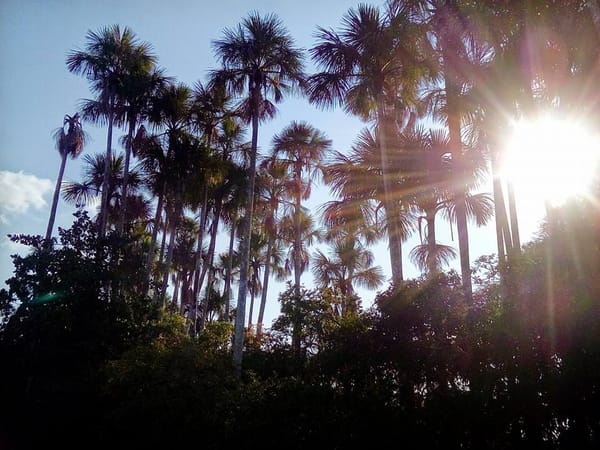 A Week In The Amazon Jungle: photo 5