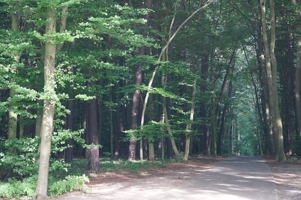 Puszczykowo - the green heart of Wielkopolska: photo 2