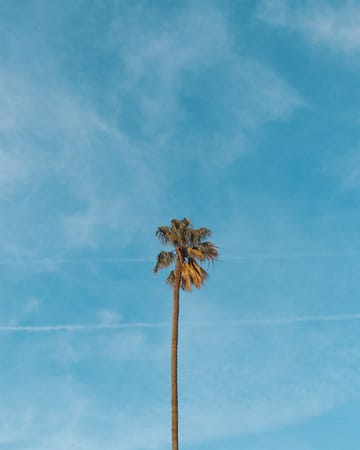 The Best of Los Angeles, California: photo 10