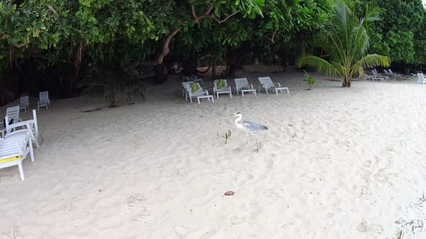 Fantastic place for snorkeling, island Biyadhoo: photo 8