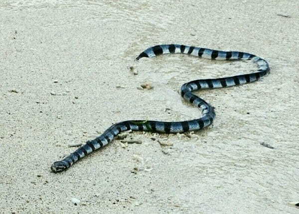 The Gili Islands: Which is the most venomous snake in the world?: photo 9
