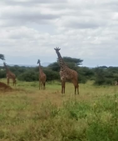 Amboseli Bound, Kajiado County, Kenya: photo 20
