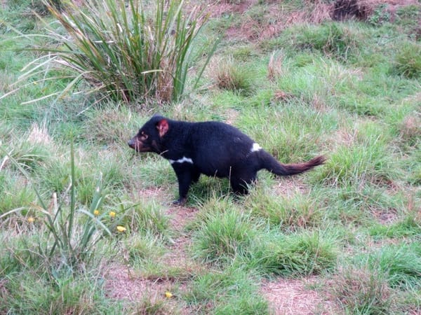 Tasmania:4 places you must visit (Australia): photo 10