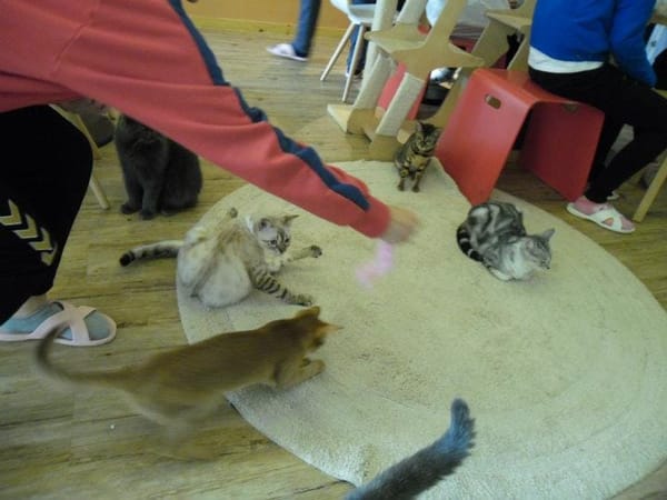 South Korea : Cats and Green Tea: photo 4