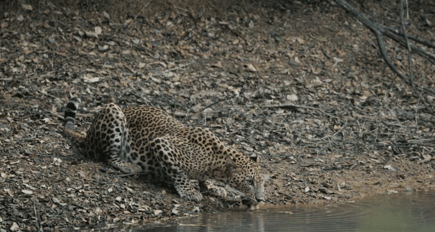Wilpattu National Park: Leopard Country