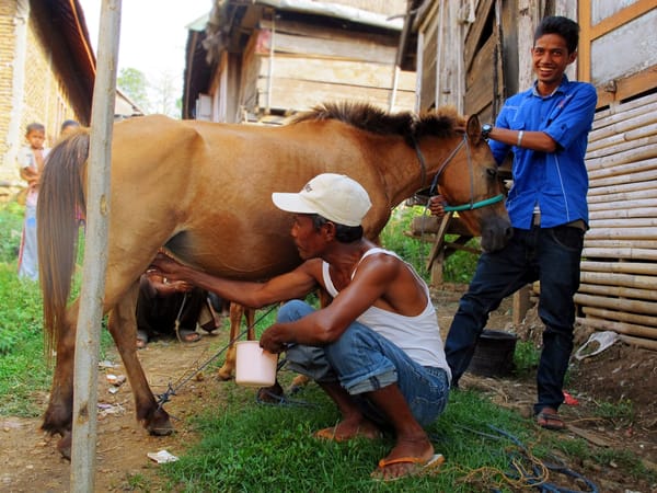 Sumbawa Off Roads: photo 4