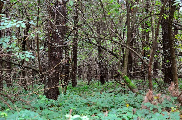 Rudnik - Mountain hidden in the mist: photo 6