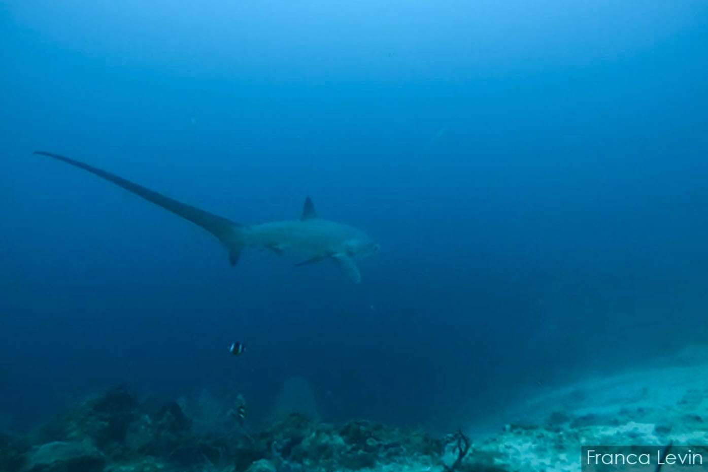 Diving with thresher sharks in Malapascua