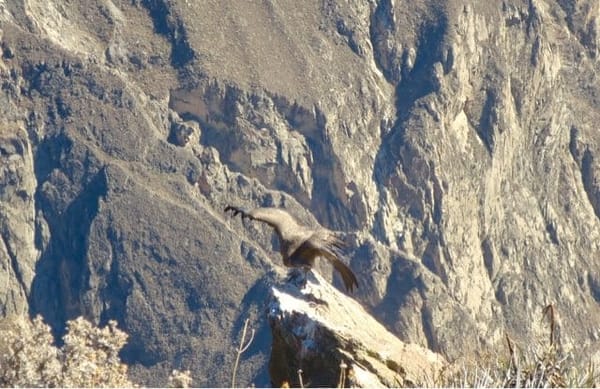 Travel-guide: Peru: photo 8
