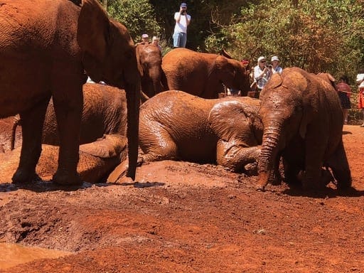 What to do, love, and see in Nairobi: photo 2