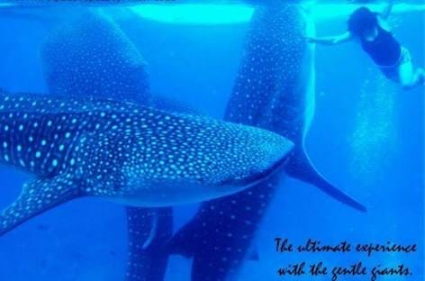 Cebu: A Life in a Perfect Island: photo 4