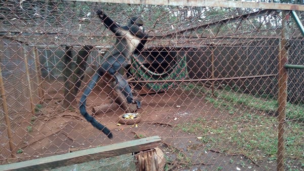 Kenya: Nairobi Animal orphanage.: photo 1