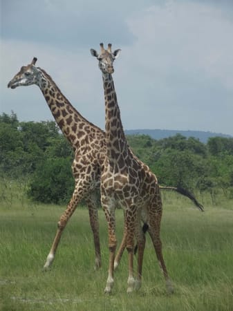 Rwanda: Heart of the Hills: photo 4
