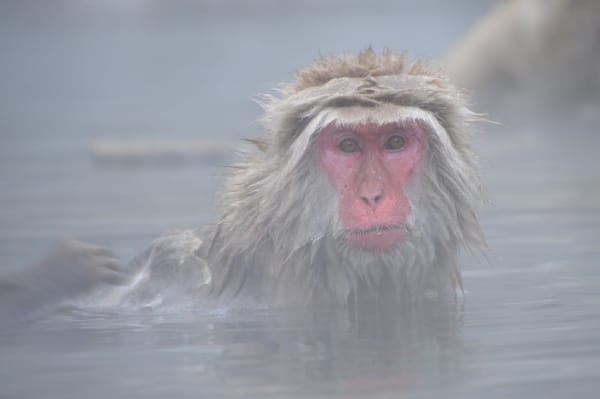 The Ultimate Guide to Japanese Hot Springs: photo 1