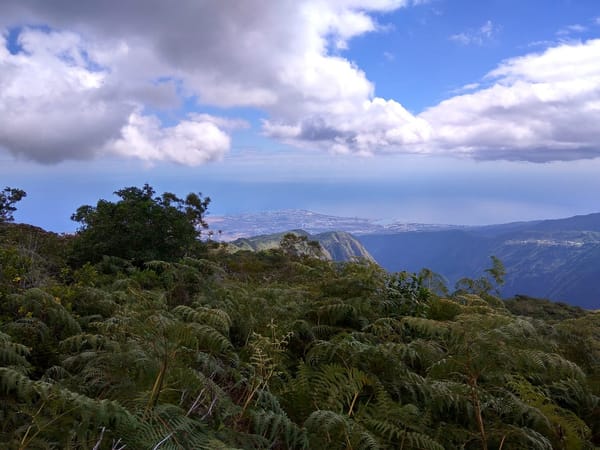 Hiking the Cryptomeria forest in Reunion Island: photo 13