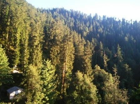 Himachal Pradesh: Travelling like a local (Day1): photo 7