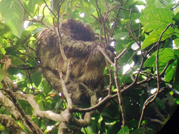 Face to face with amazing wildlife in Costa Rica’s jungle: photo 6