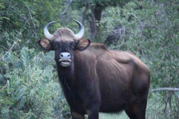 MASINAGUDI-BANDHIPUR.....THE LAND OF RAVING WILDLIFE: photo 11