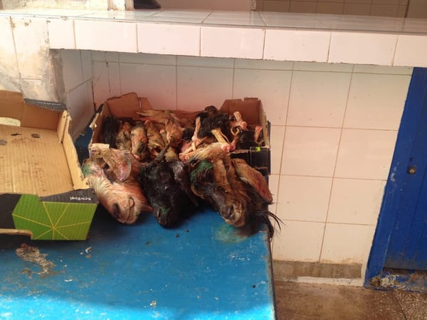 Morocco and Western Sahara: photo 15
