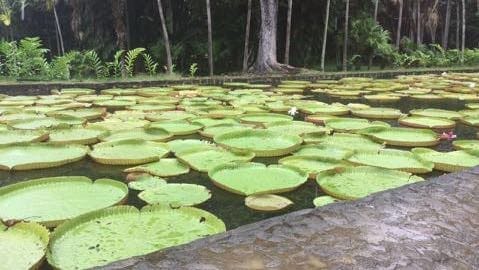 7 Places to Visit in Mauritius if you love Nature: photo 9