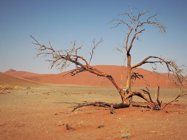 Namibia: Self-drive road trip by 2WD: photo 10