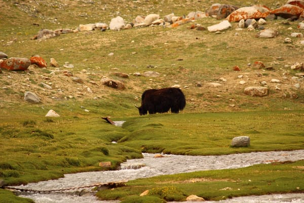 A trip to Ladakh: Pangong Lake, Nubra Valley and Monastries: photo 4