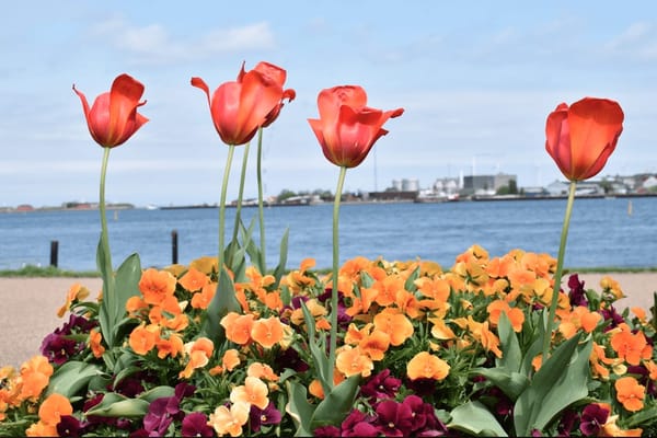 Copenhagen: tips to keep in mind: photo 4