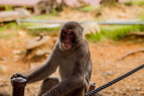 Visiting Arashiyama? Don’t Miss the Iwatayama Monkey Park!: photo 1