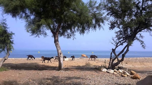 Welcome to The Moroccan most beautiful beaches: photo 10